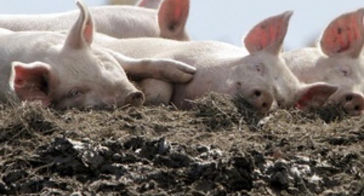 В Украине выявлен вирус африканской чумы свиней