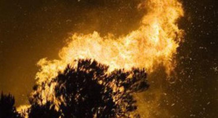 В Запорожье горели 6,5 га хвойного леса в заповеднике Великий Луг