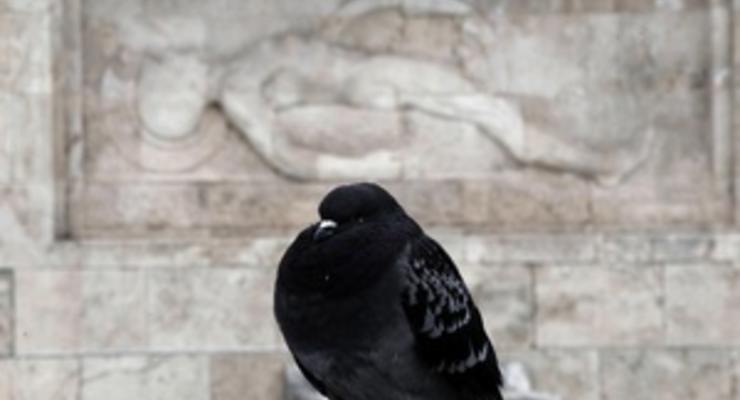 В Аргентине чиновник потерял работу из-за предложения кормить школьников голубями