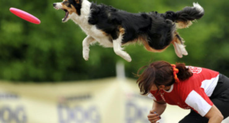 В Польше проходит чемпионат Европы по фрисби для собак