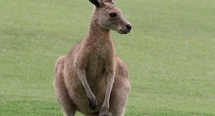 В Германии кенгуру сбежали из зоопарка через вырытые лисой и кабаном подкопы