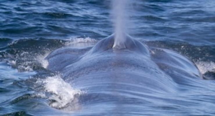 Австралиец заплатит штраф за катание на ките
