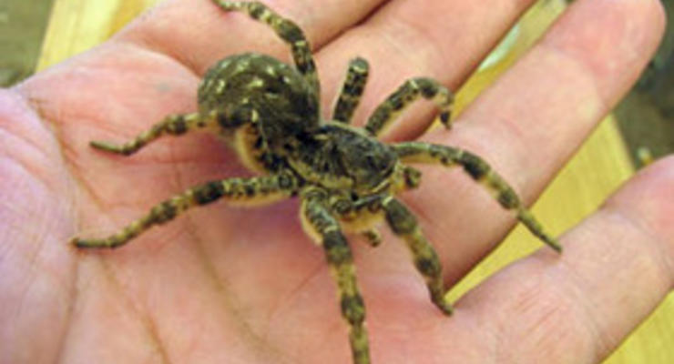 В Житомирской области местные жители обнаружили ядовитых пауков-тарантулов