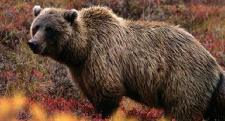 На Аляске медведь гризли загрыз туриста