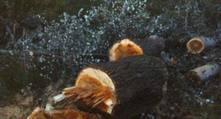 Неизвестные вырубили пять гектаров деревьев на Жуковом острове - УП