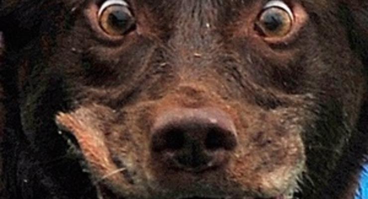 Ветеринары заявили, что в Запорожской области от сибирской язвы погибла собака