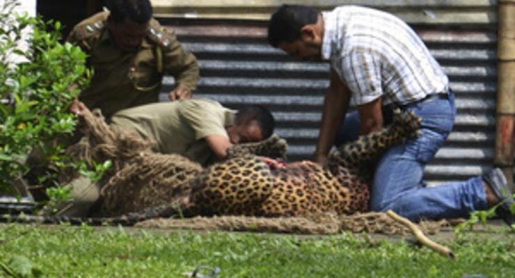 В Индии леопард застрял на заводской ограде