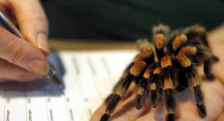В Шотландии ищут дом выброшенному на помойку пауку-птицееду