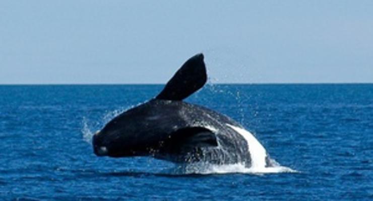 В Шотландии спасены 10 китов, выбросившихся на берег
