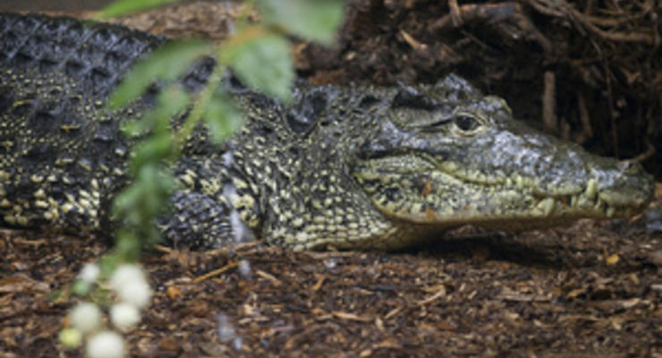 В Казахстане похищенные с выставки питон и крокодил нашлись на детской площадке