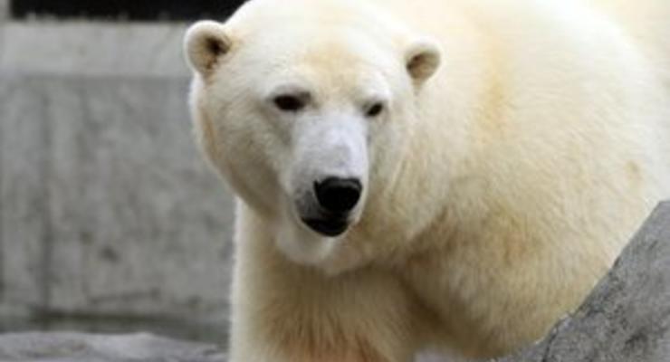 На Аляске кандидатами в президенты зоопарка стали медведица и волк