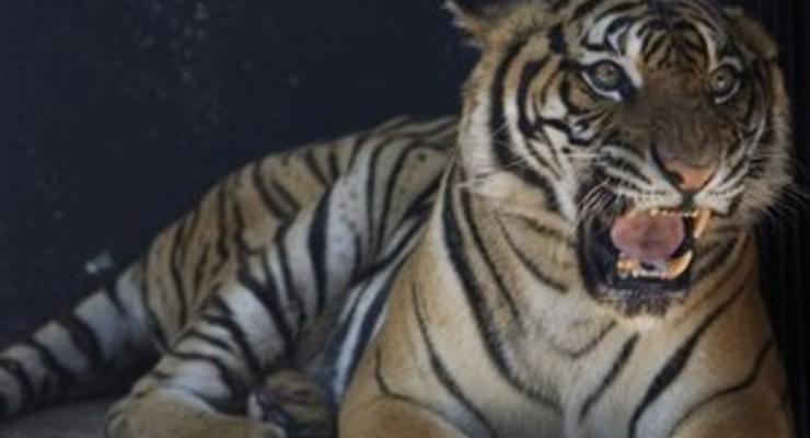 В Таиланде полиция на крыше жилого дома нашла шесть тигров