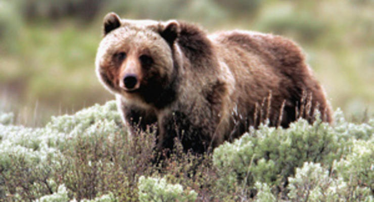 В Башкирии егери застрелили медведя, бродившего по городу в поисках еды