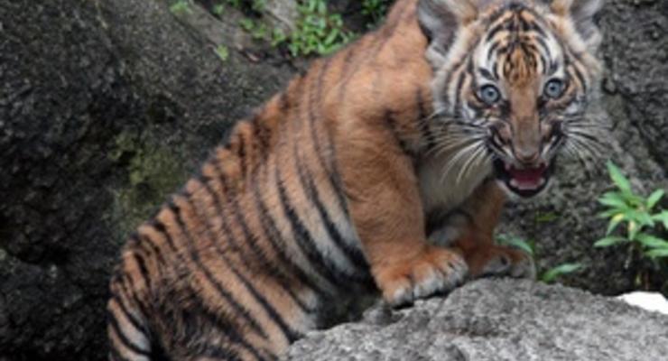 В зоопарке Нью-Йорка на посетителя напал тигр
