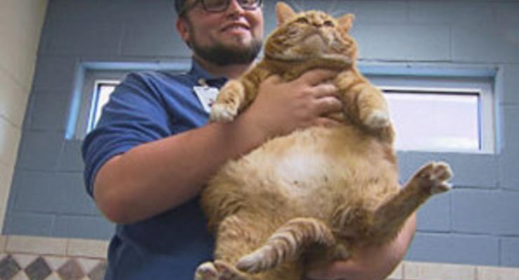 В США в приют для животных принесли 19-килограммовую кошку