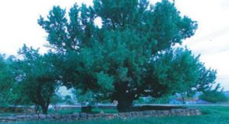 В Одесской области 300-летняя груша может получить статус ботанического памятника