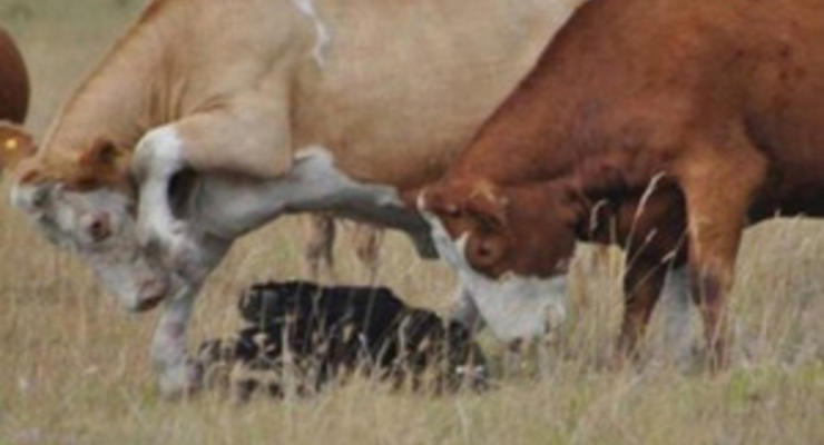 В Винницкой области зафиксирован случай бешенства у коровы