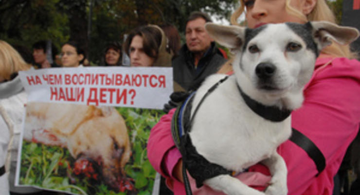 В Киеве начнется второй этап бесплатной кастрации бездомных животных
