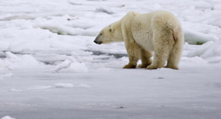 Белый медведь напал на станцию метеорологов на Чукотке