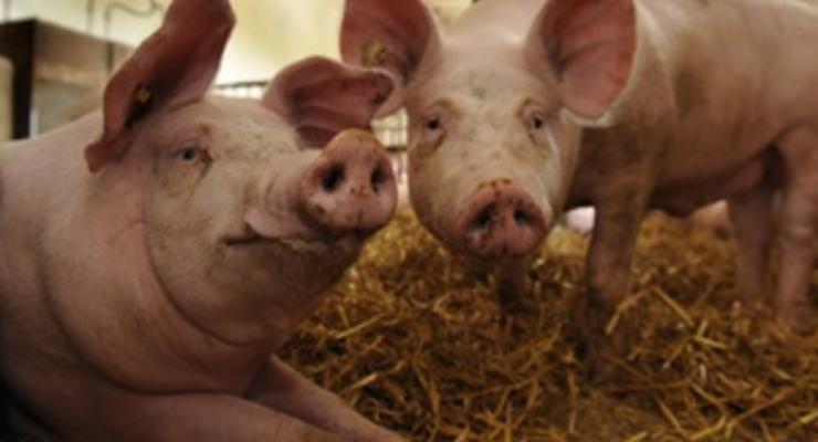 Фермера в Орегоне съели собственные свиньи
