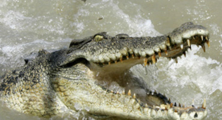 Крокодилы-бегемоты: В Нигерии после наводнения деревни заселили дикие животные