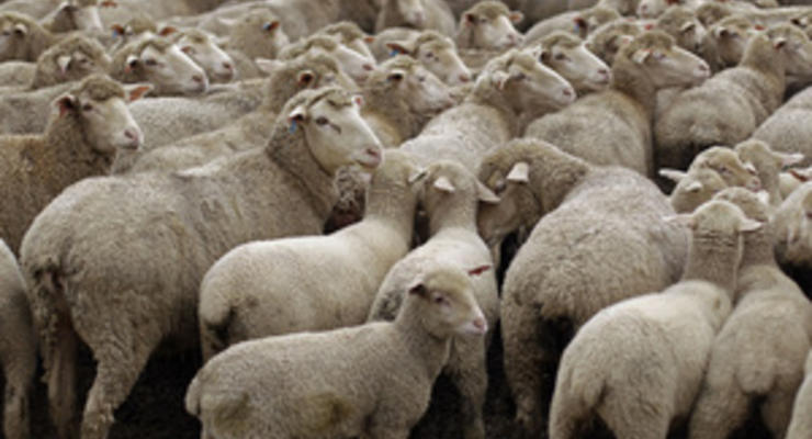 Голландская полиция разыскивает банду похитителей овец