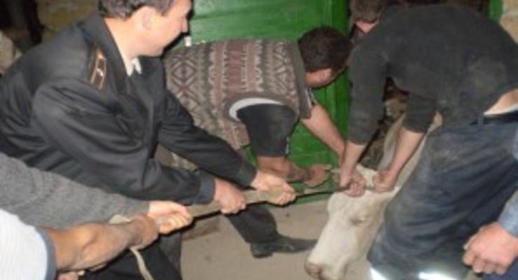 В Полтавской области за один день спасли двух коров