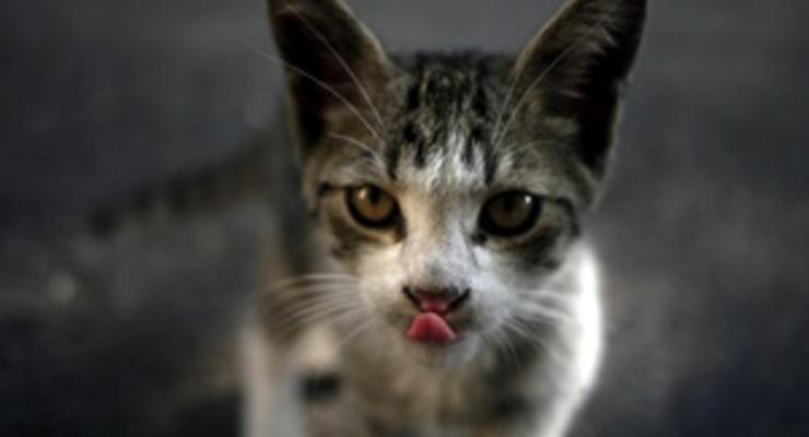 Кошки в Перу: достопримечательность или деликатес?
