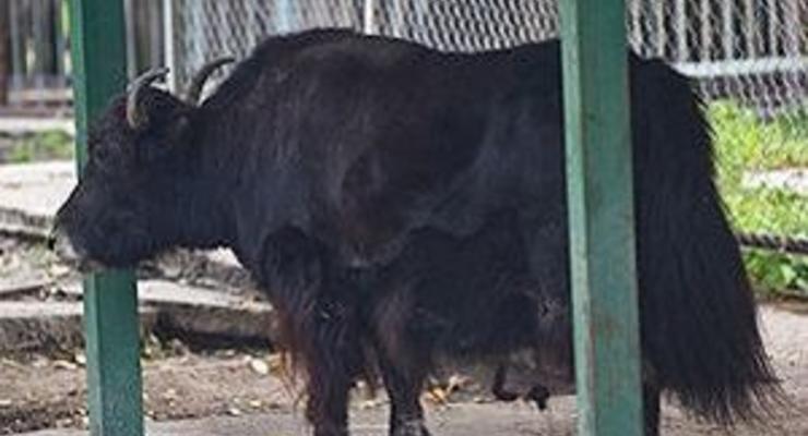 Яка Яшу из киевского зоопарка усыпили, чтобы избавить от мучений