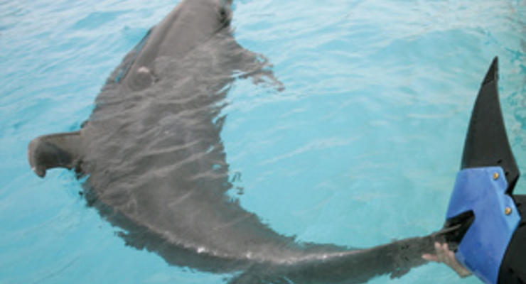 В Украине возобновили подготовку боевых дельфинов - агентство