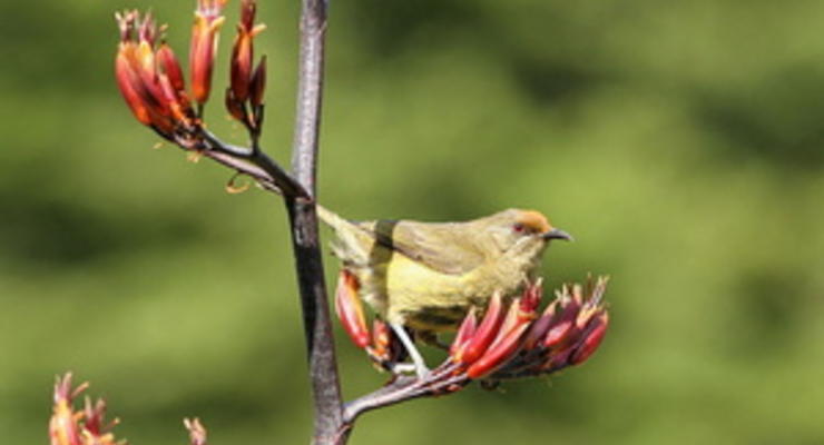 В новозеландском заповеднике поселилась птица-транссексуал