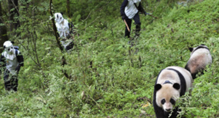 Фотогалерея: В образе панды. Перевоплощение китайских зоологов