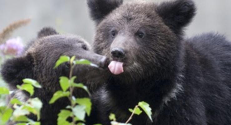 Сибирские медведи не могут впасть в спячку из-за мотоциклистов-экстремалов