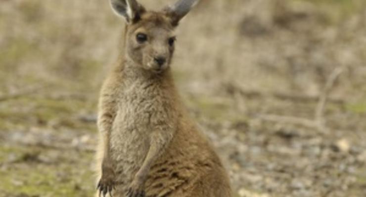 В мельбурнском аэропорту поймали кенгуру