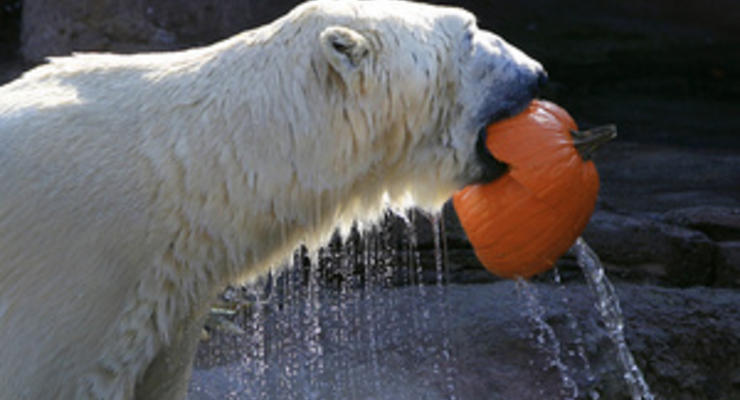 В Челябинске спасли белого медведя, который надел на себя автомобильную покрышку