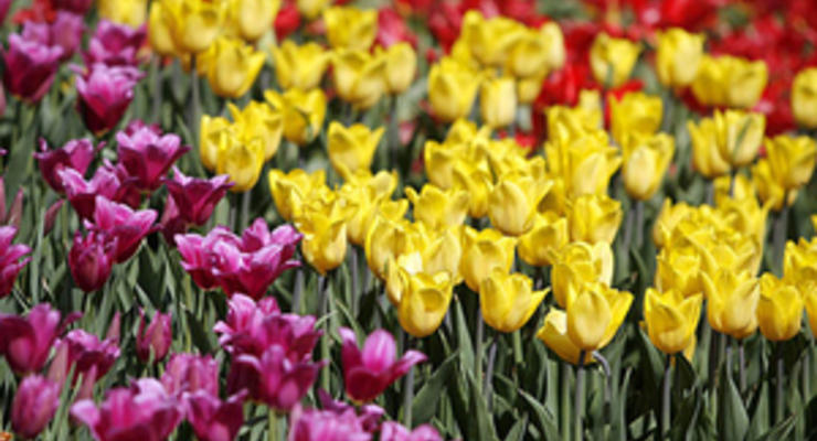 В Киеве появятся более 700 тысяч тюльпанов