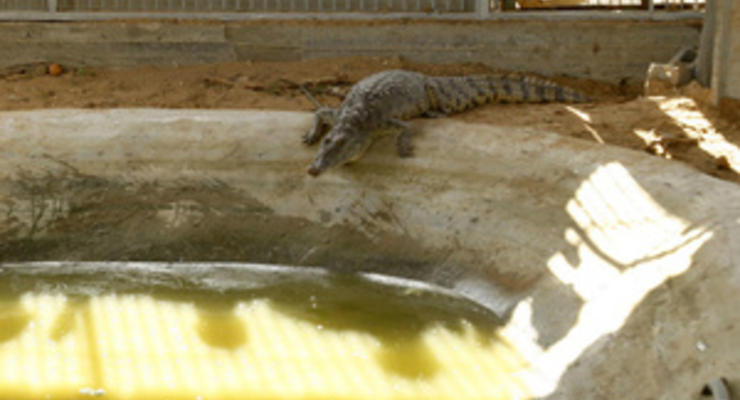 Палестинцы поймали в канализации крокодила