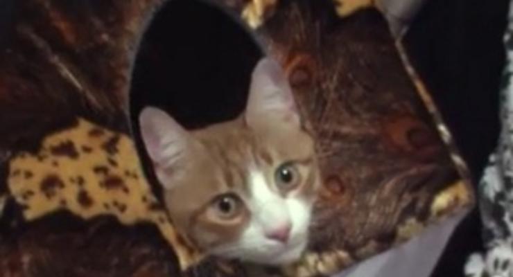 Потерявшийся в Луганской области кот через пять недель вернулся домой в Ростов-на-Дону