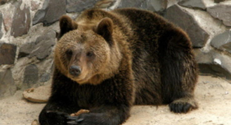 Медведи и скунсы из уникального зоопарка на севере Украины не могут впасть в спячку