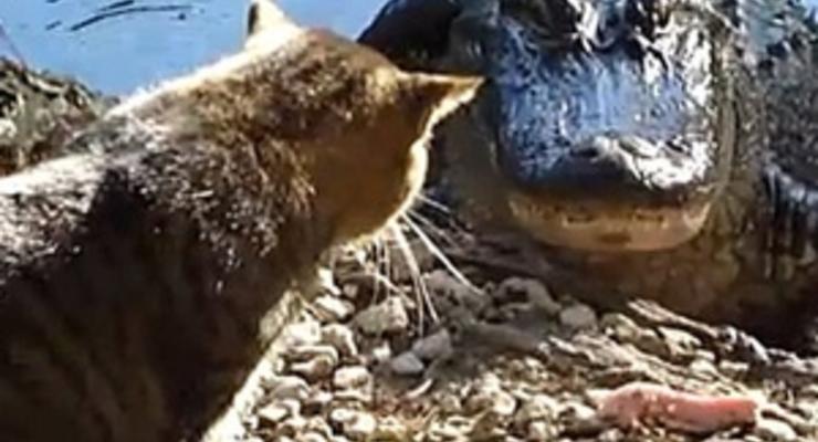 Одесский зоопарк: Мы не кормим крокодилов кошками