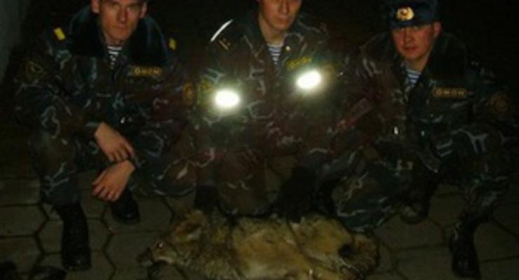 В Минске ОМОНовцы поймали волка на свалке