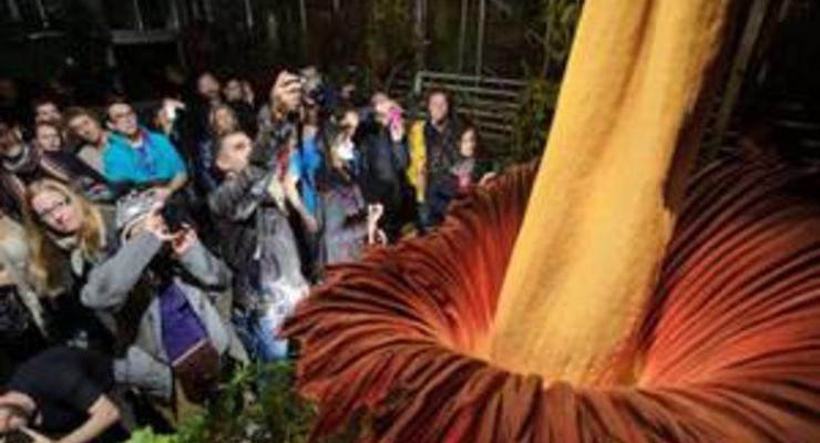 В Швейцарии расцвел самый большой и вонючий цветок в мире Аморфофаллус титанический