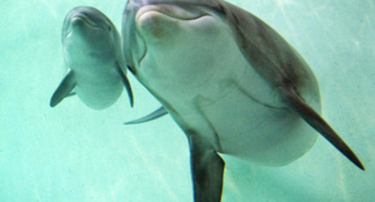 В Ялте открылся центр дельфинотерапии