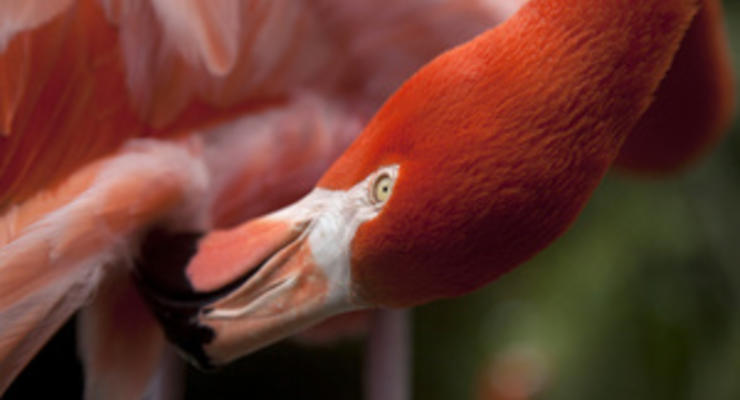 В Киевский зоопарк вместо уникальных фламинго завезли распространенных птиц