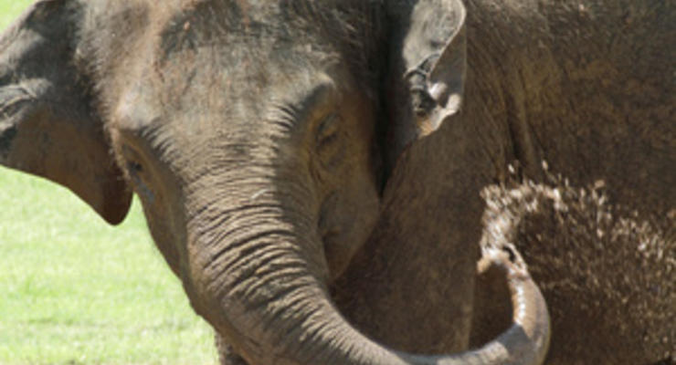 В Голландии разлучат устроивших бунт в зоопарке слонов