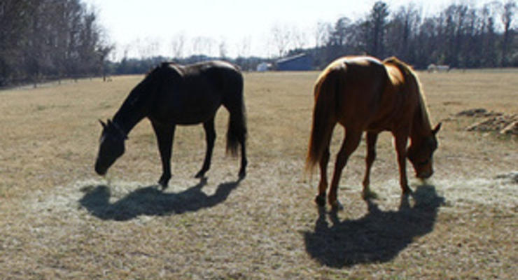 В Житомирской области неизвестные ради забавы расстреляли пасущихся лошадей