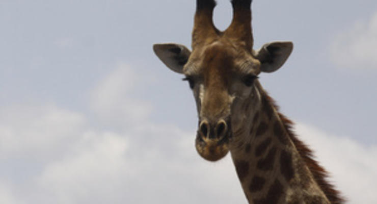 В США у рождественского жирафа от конфетти случился приступ паники