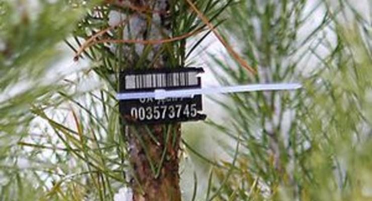Украинцы, у которых обнаружат елку без чипа, будут оштрафованы