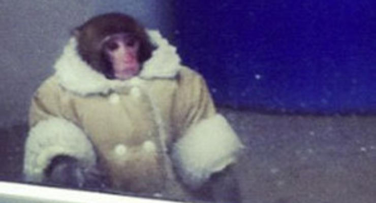 В Торонто в магазин IKEA пришла обезьяна в пальто