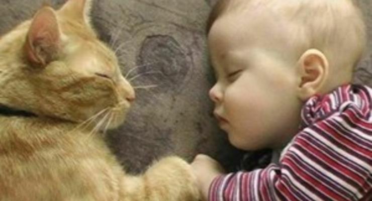 Крымские медики утверждают, что кот не виноват в смерти младенца